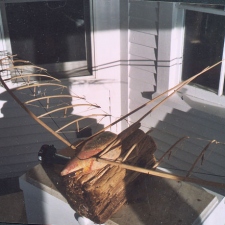 buck_mobile6